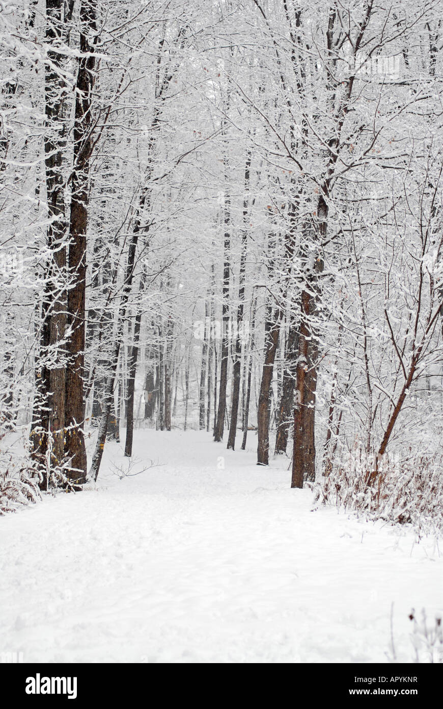 Winter Scene Stock Photo