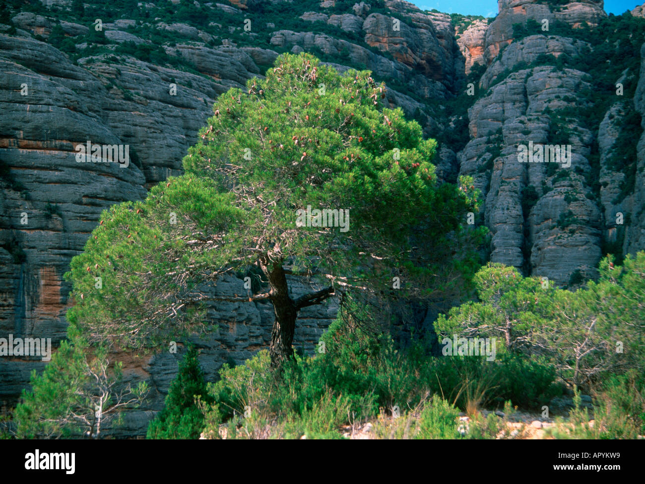 Aleppo pine, Pinus halepensis. Whole tree. Spain Stock Photo