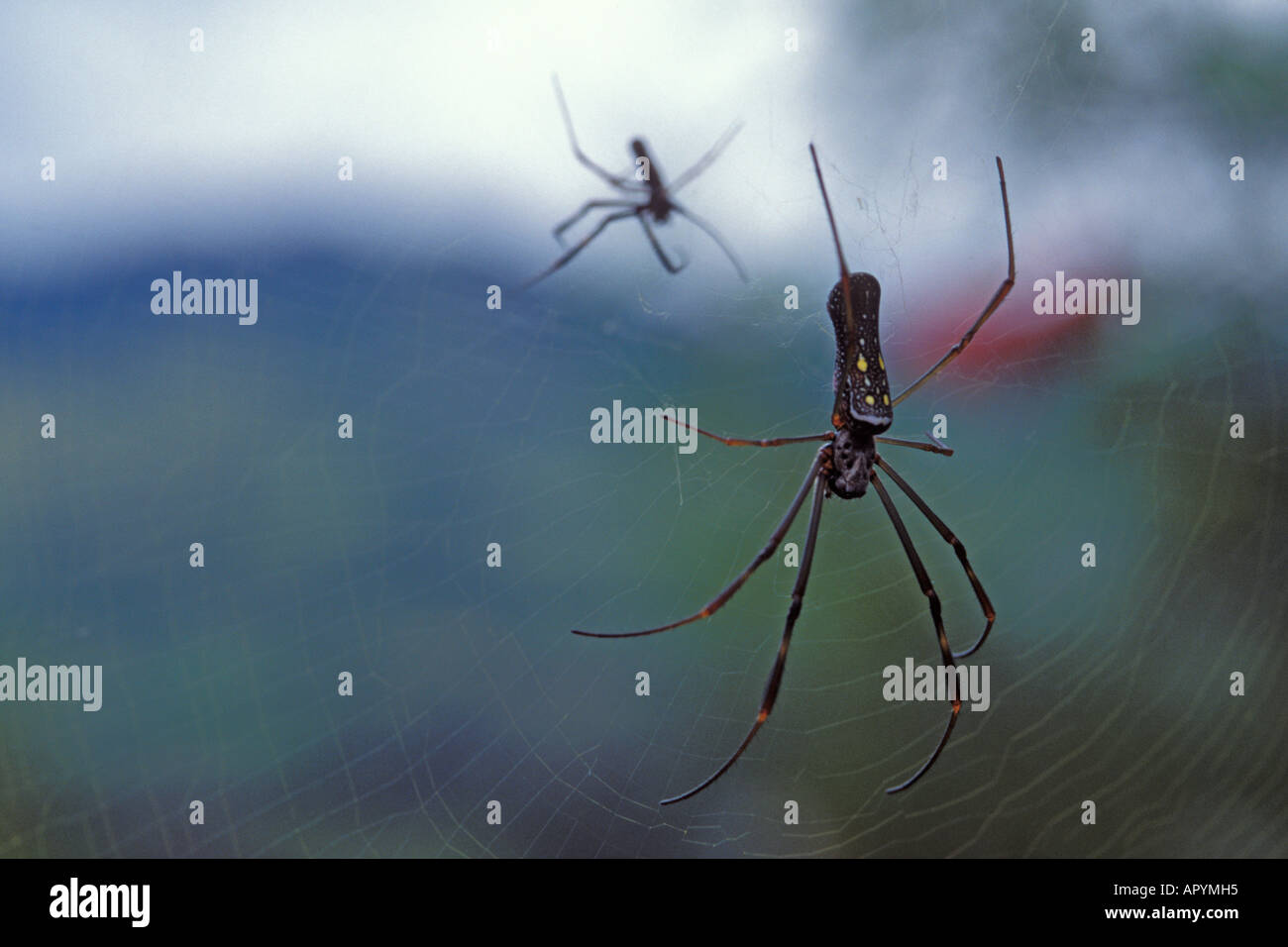 spiders on their webs in the Andes Mountains southern Ecuador South