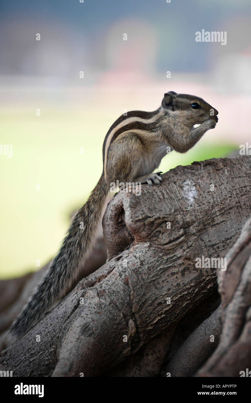 Chipmunk on a tree trunk shot in Red Fort park - Delhi, India Stock Photo