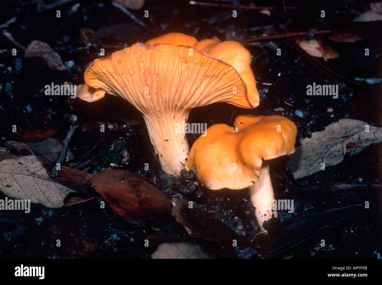 Chanterelle, Cantharellus cibarius Stock Photo