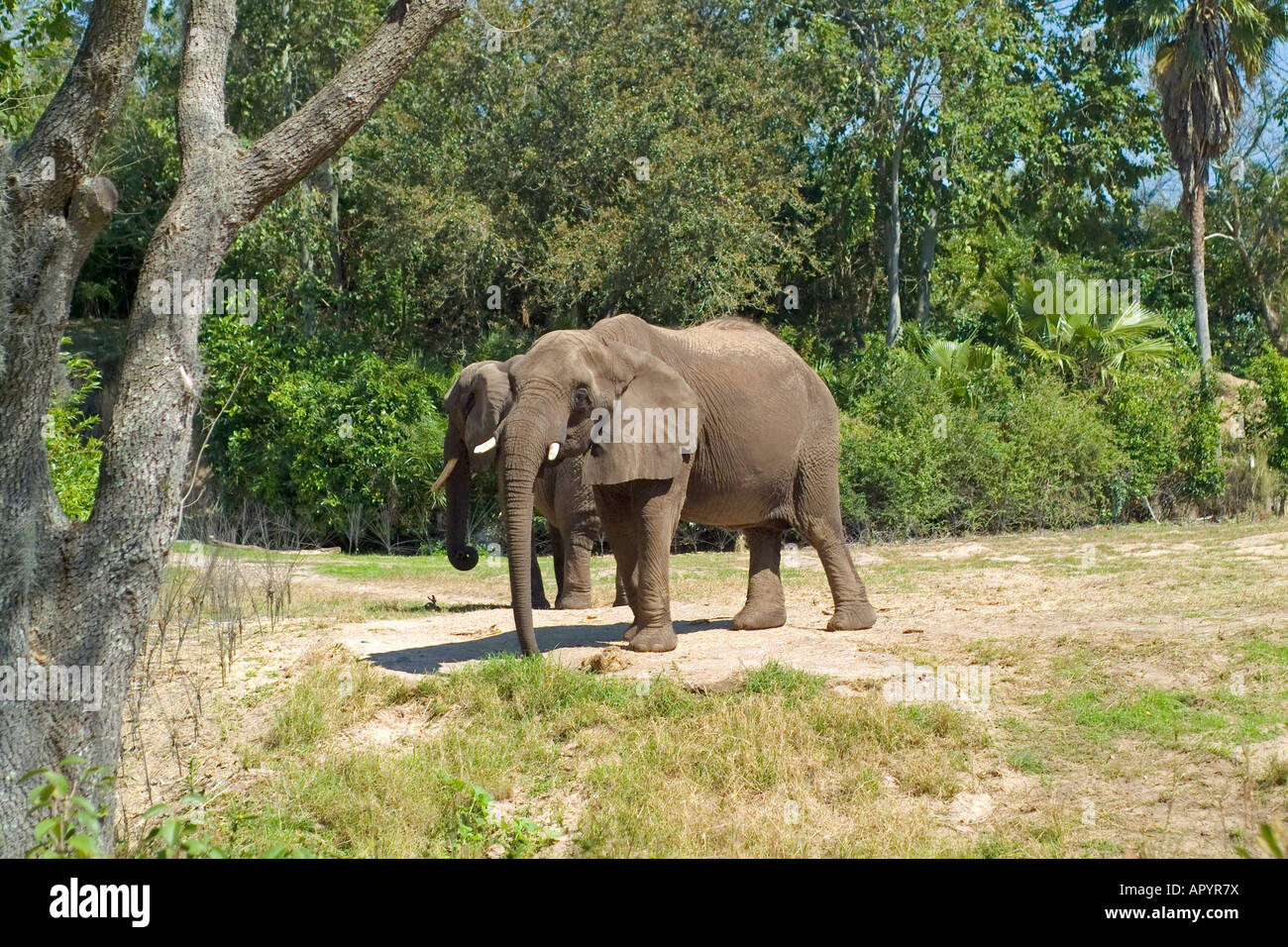 Two Elephants in the African Sun Stock Photo