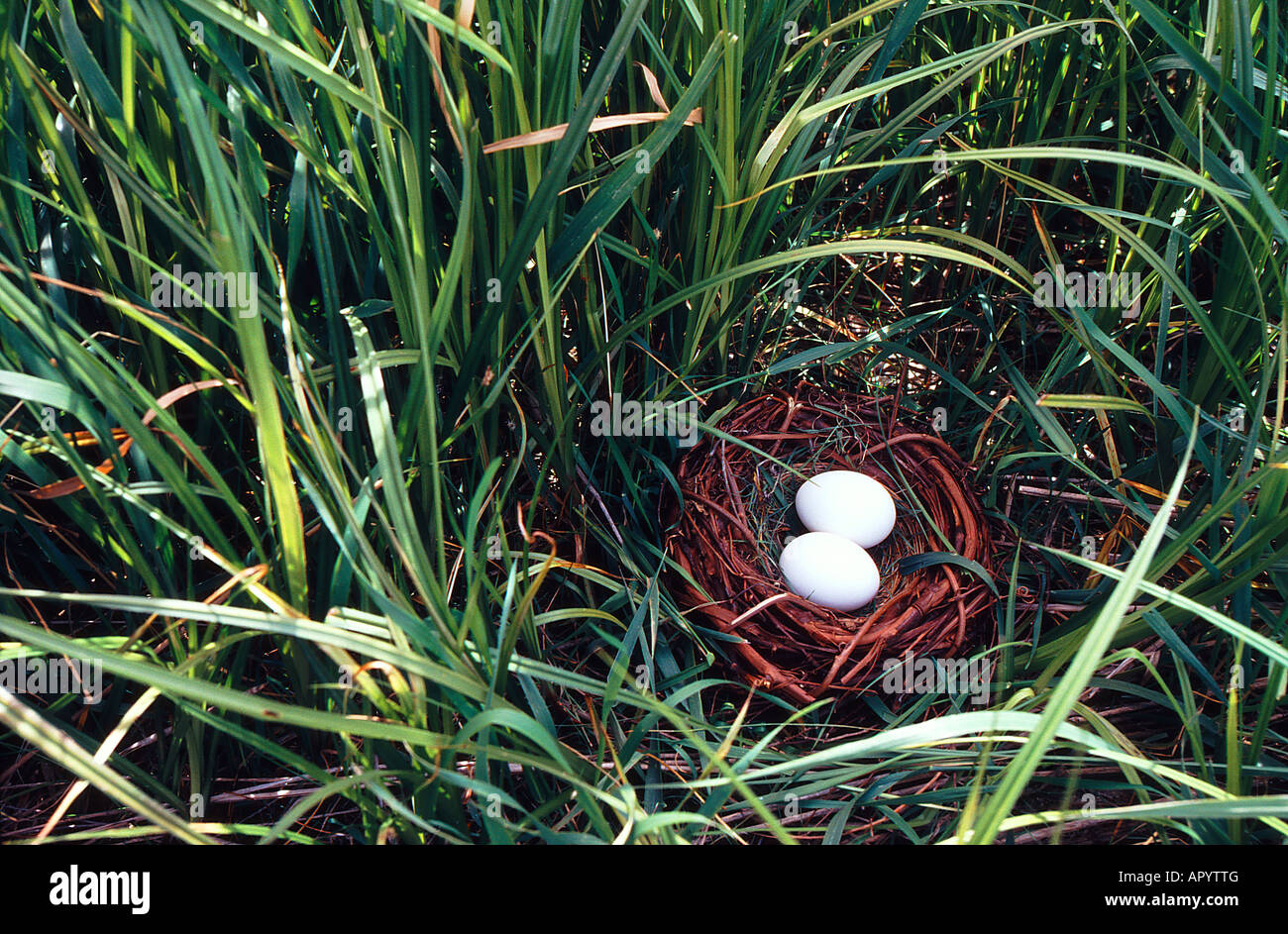 Two eggs in bird nest on the ground with long grass surrounding Stock ...