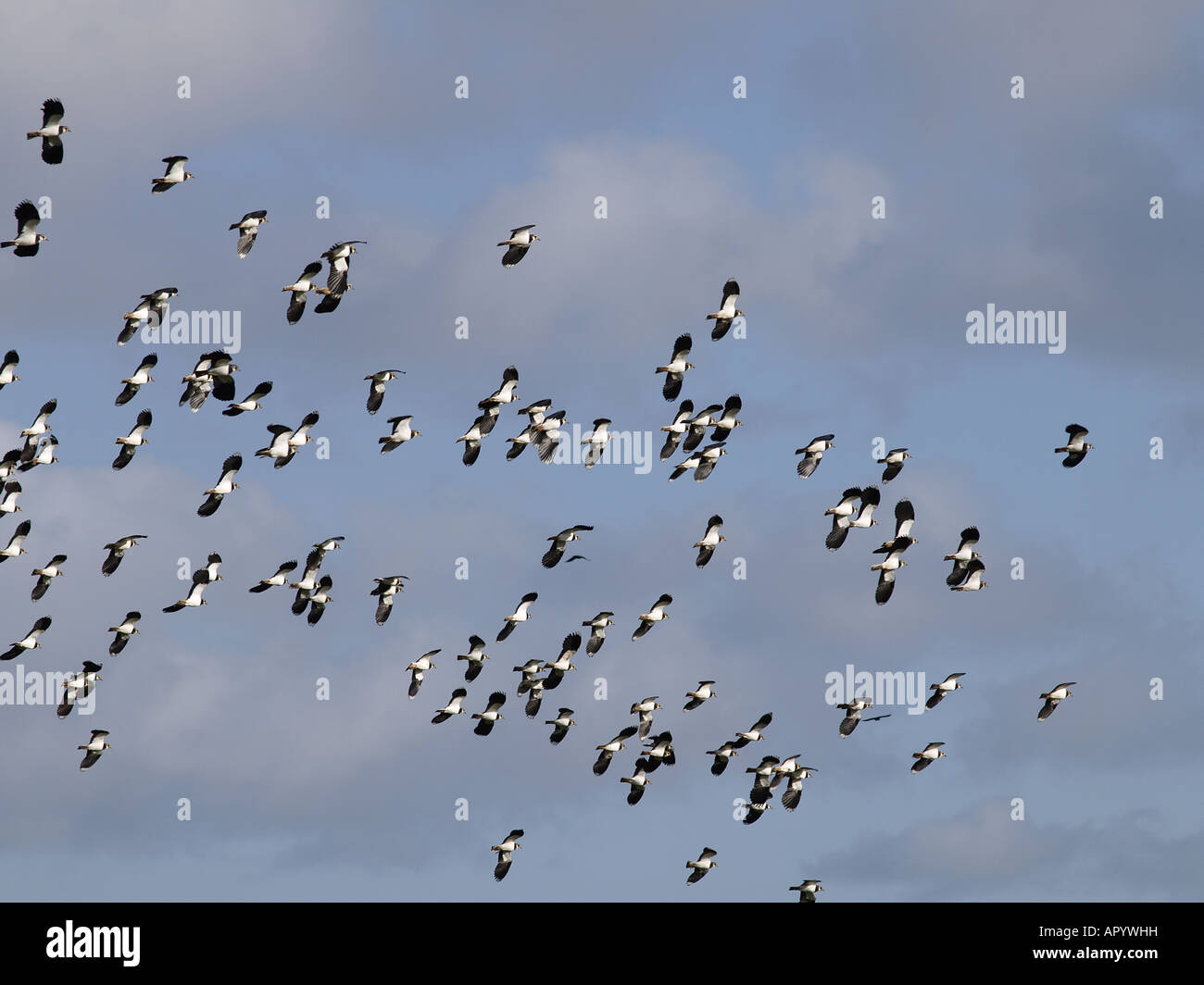 Flock Of Lapwings Vanellus Vanellus In Flight Amber List Species Stock Photo Alamy