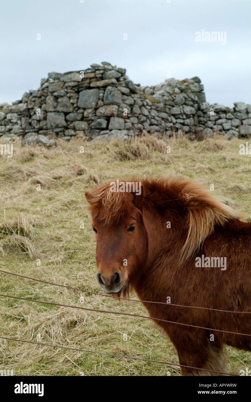 Shetland Pony on the Island of Fetlar, Shetland Isles, Scotland Stock Photo