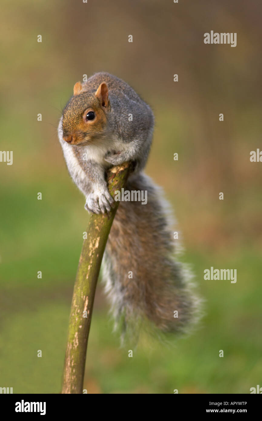 Squirrel on tree branch Stock Photo