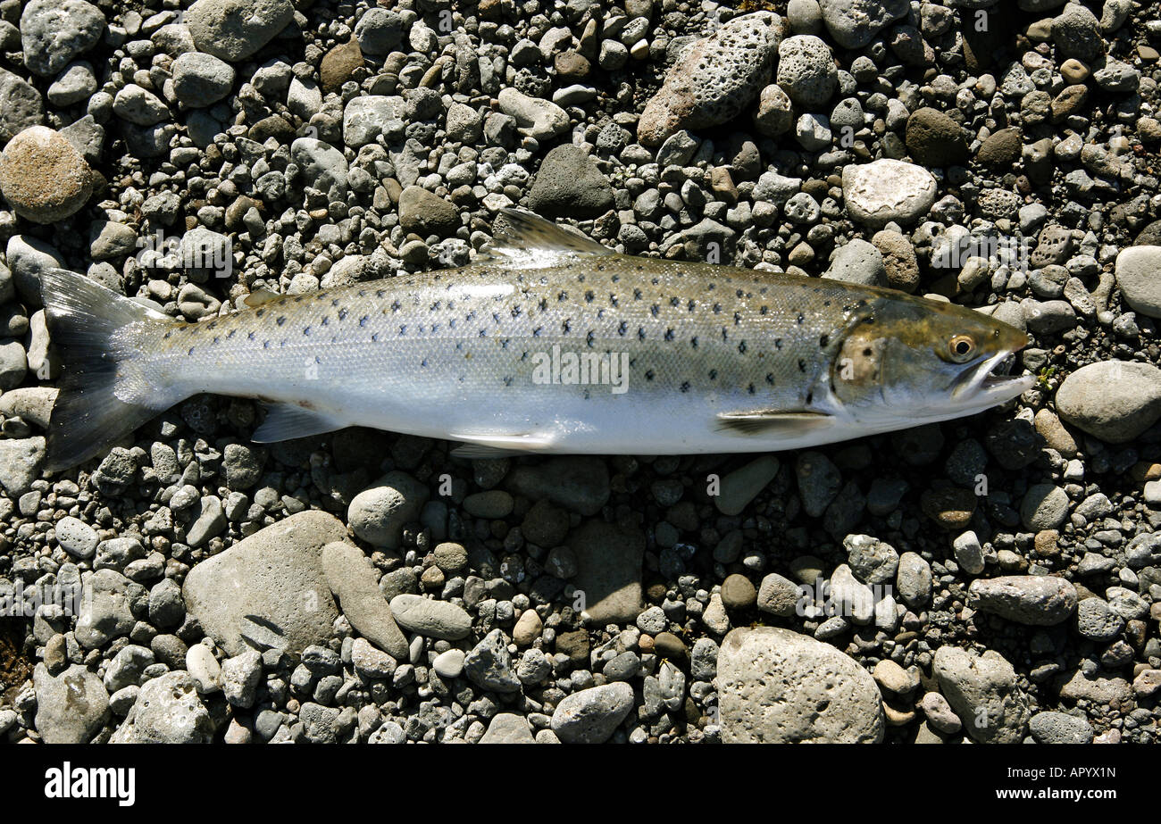 Freshly caught trout lying on the riverbank Stock Photo