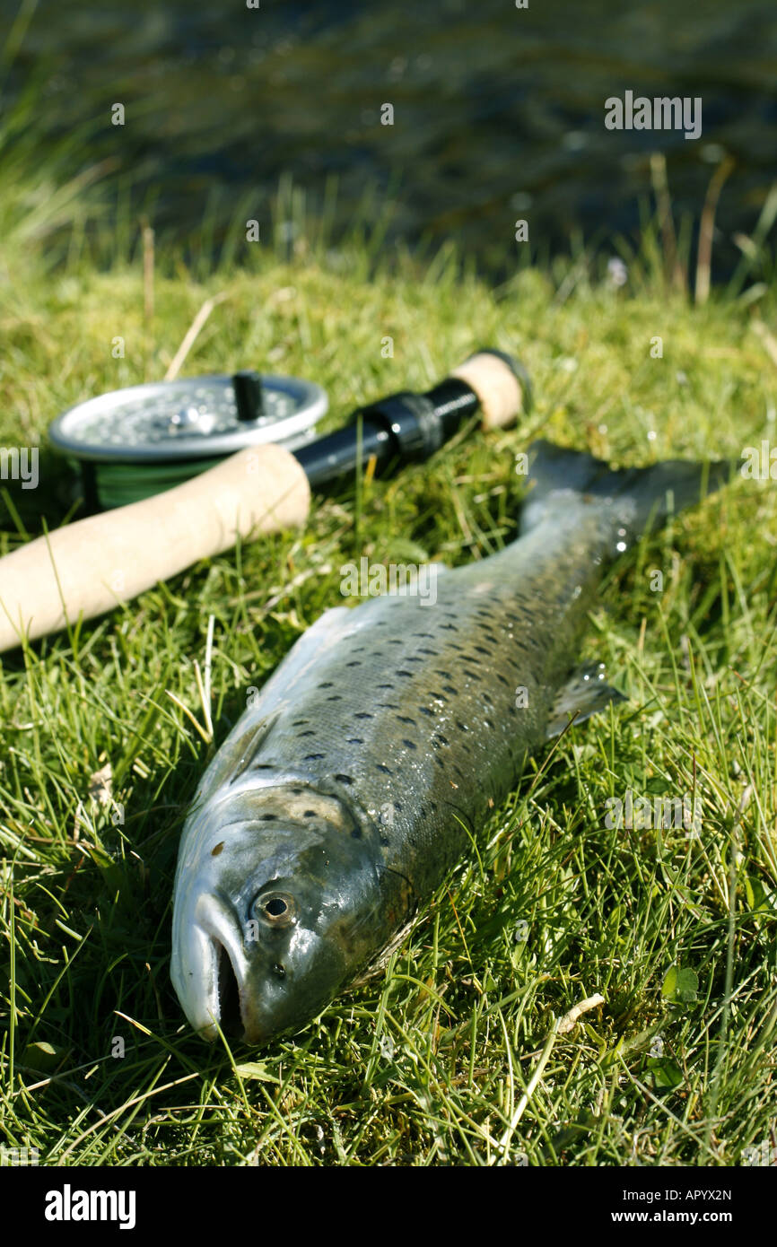 Freshly caught trout lying on the riverbank with fishing rod Stock Photo