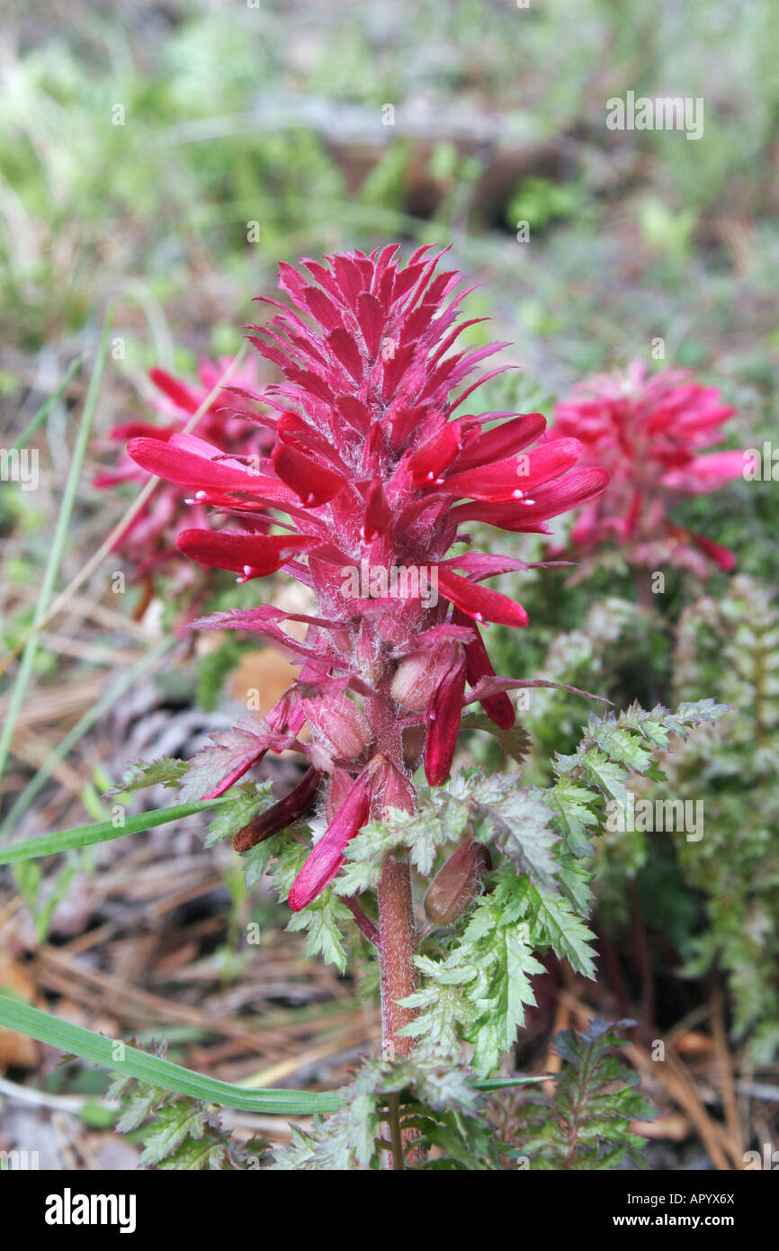 Indian Warrior Plant Pedicularis den close up Stock Photo