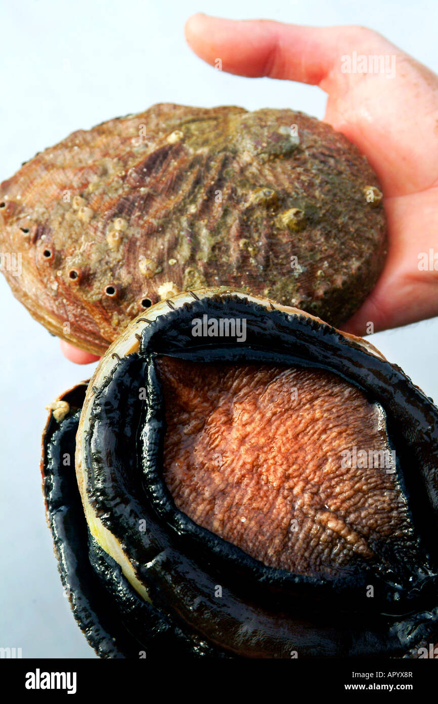 Tasmania Australia black lipped abalone photo by Bruce Miller 2000