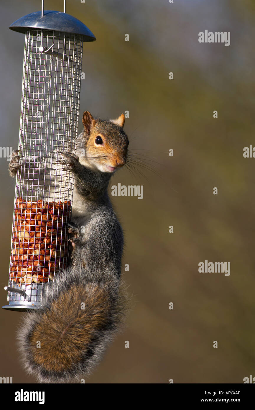 Squirrel on bird feeder Stock Photo Alamy