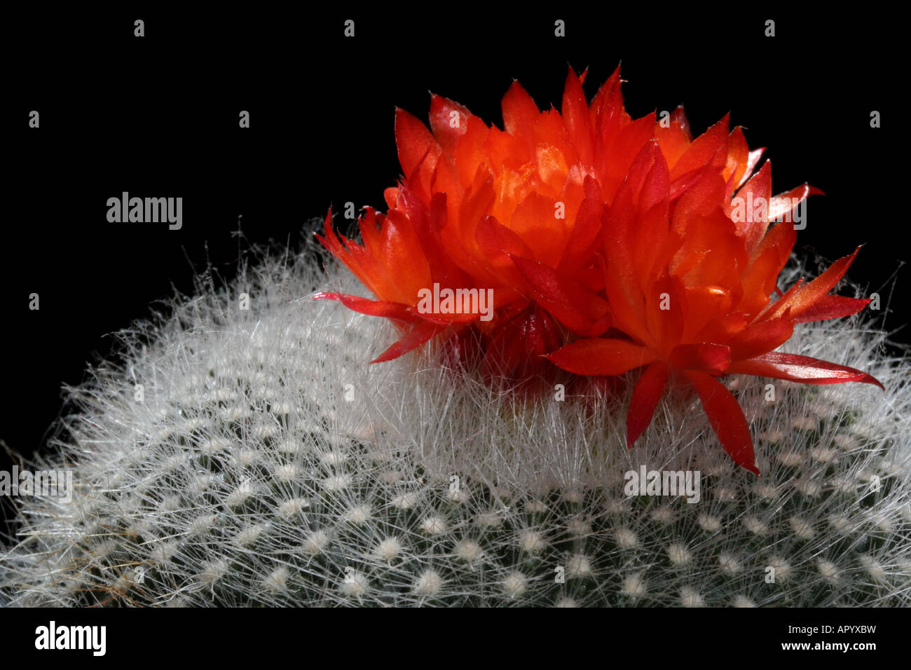 Scarlet barrel cactus, Parodia haselbergii, in flower Stock Photo