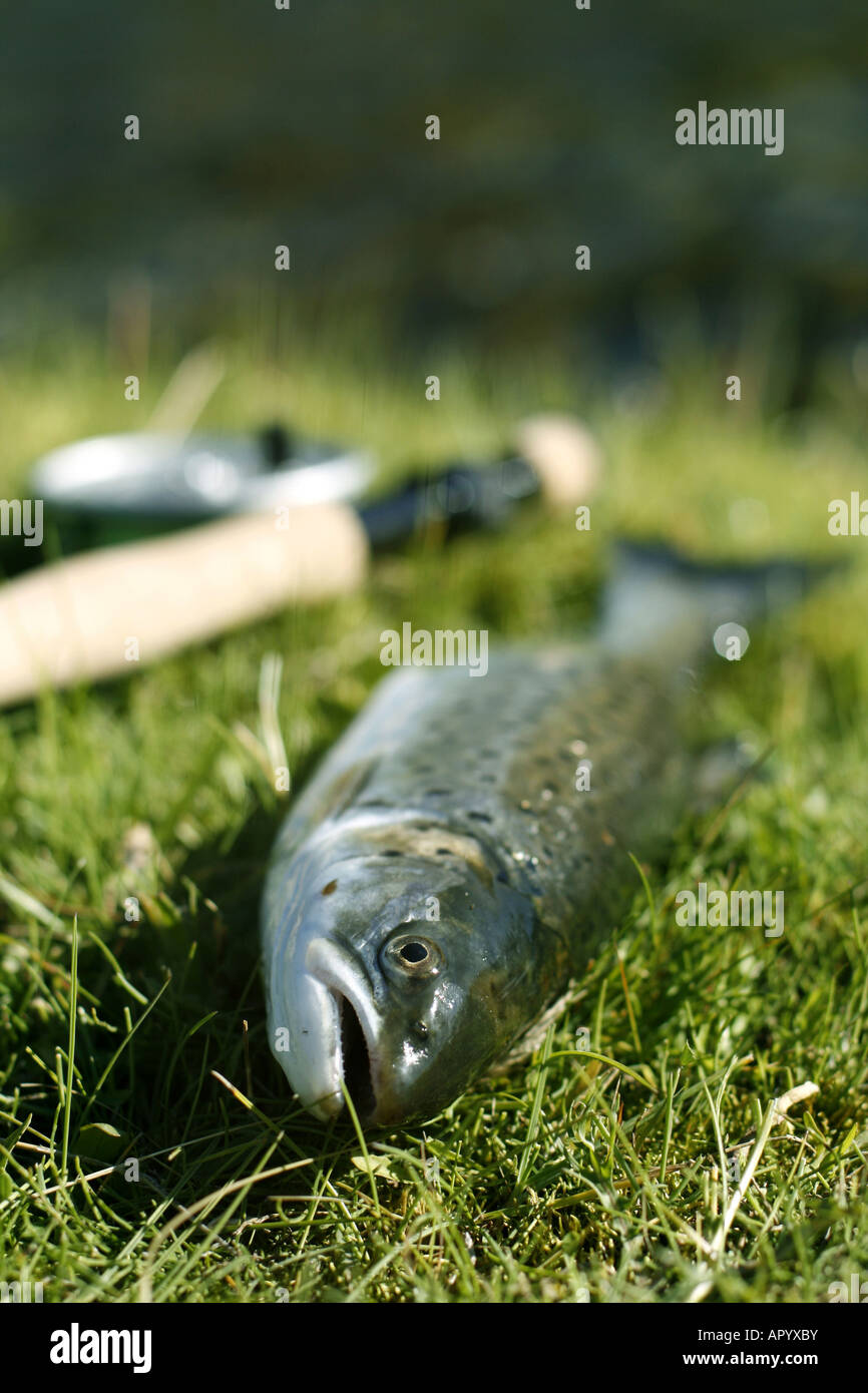 Freshly caught trout lying on the riverbank with fishing rod shallow depth of field Stock Photo