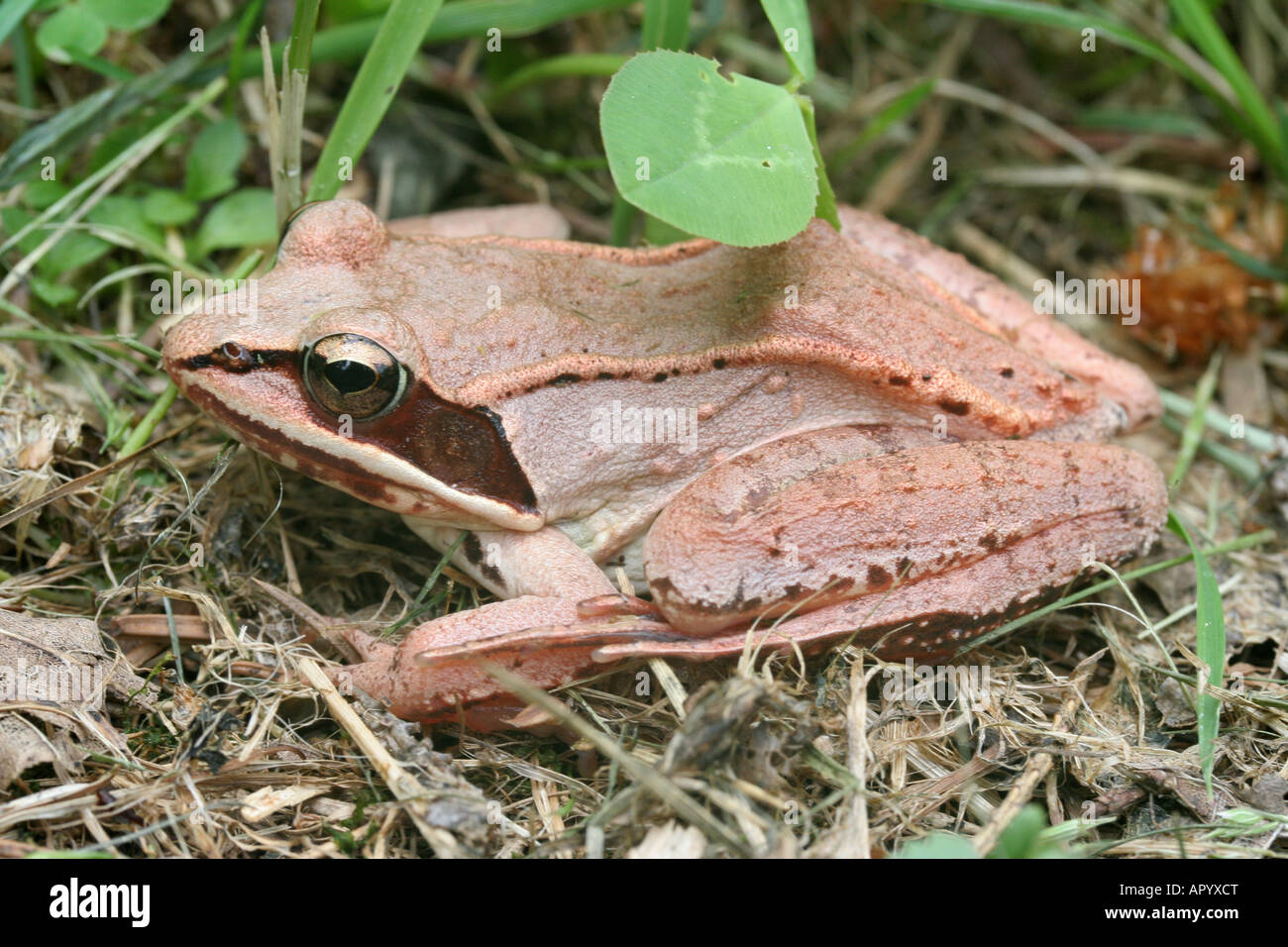 Wood frog, Lithobates sylvaticus Stock Photo Alamy