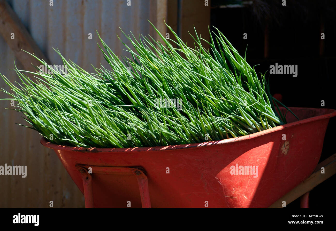 Australia Tasmania spring onions near Burnie photo by Bruce Miller 3