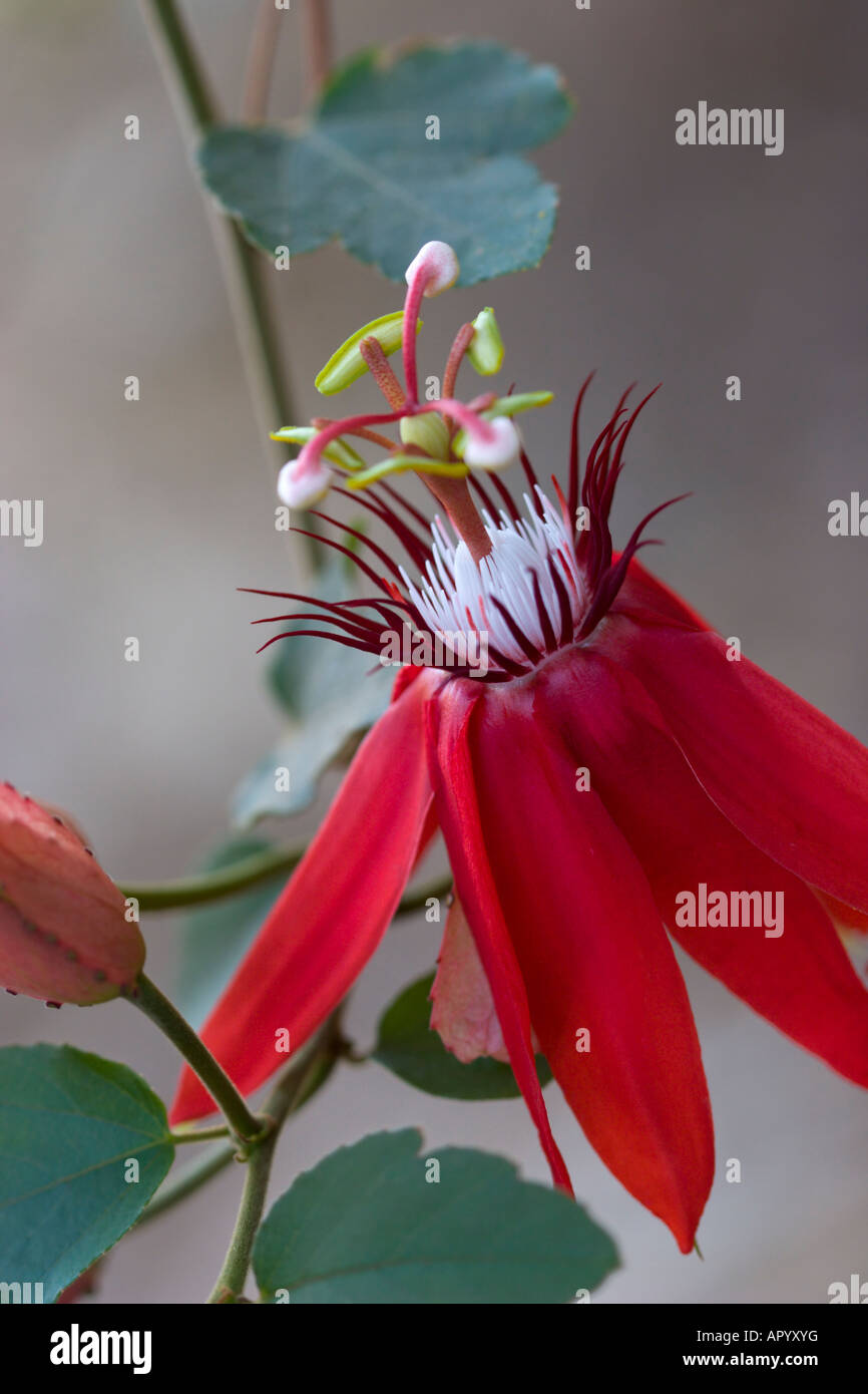 red passion flower Stock Photo Alamy