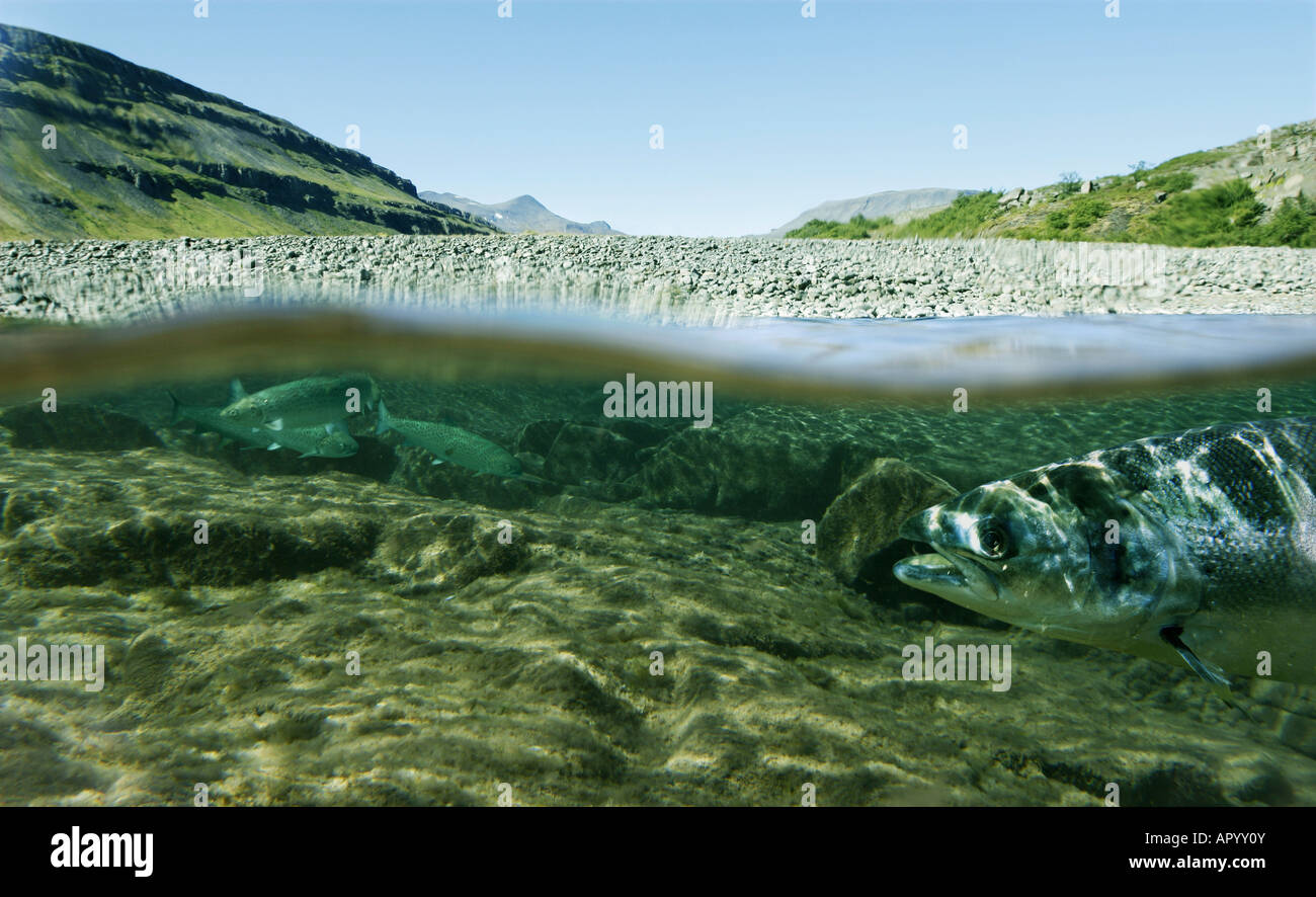 Unique shot of a fishing river underwater and landscape above Stock Photo