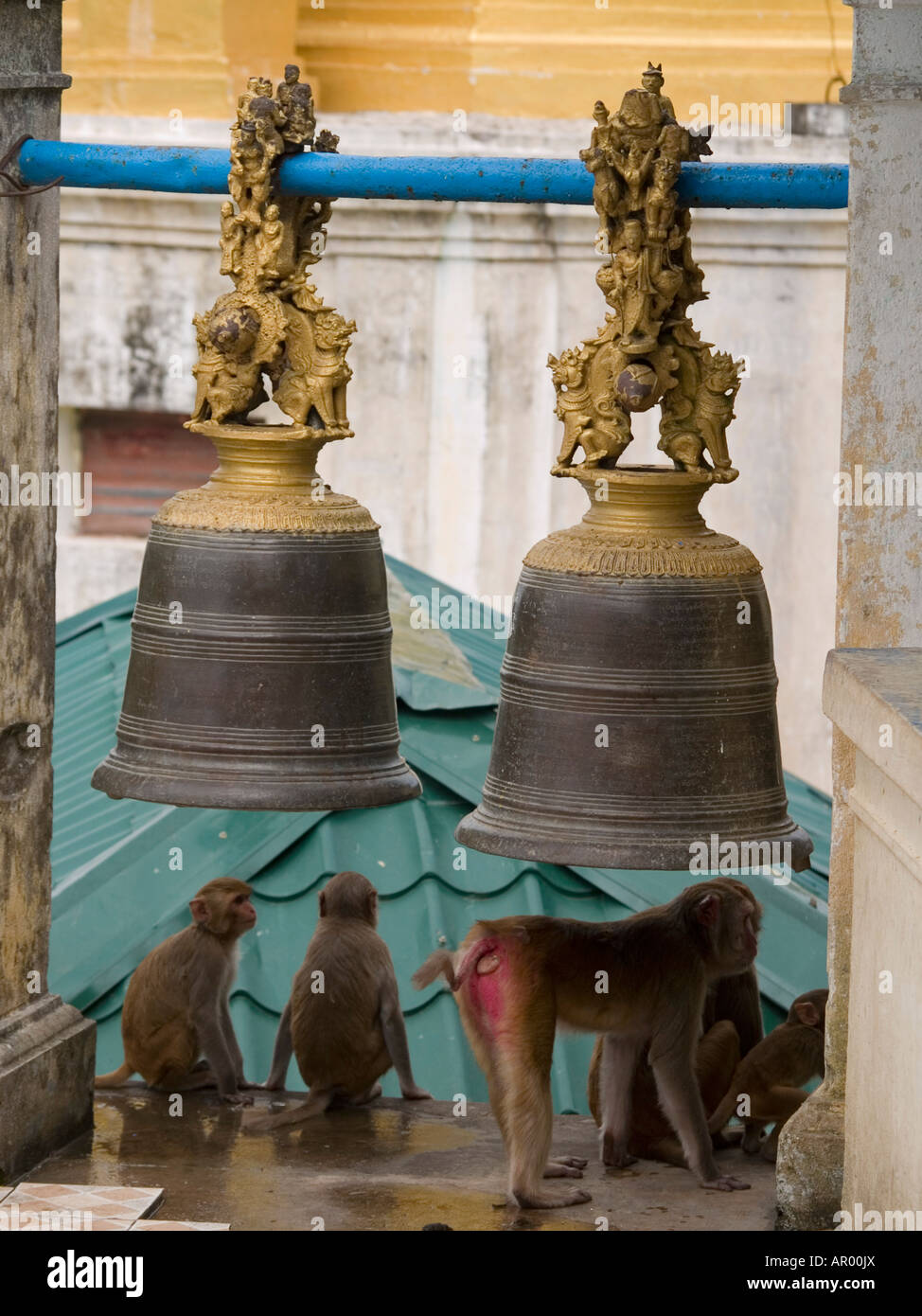 monkeys and bells at Mount Popa Myanmar Stock Photo