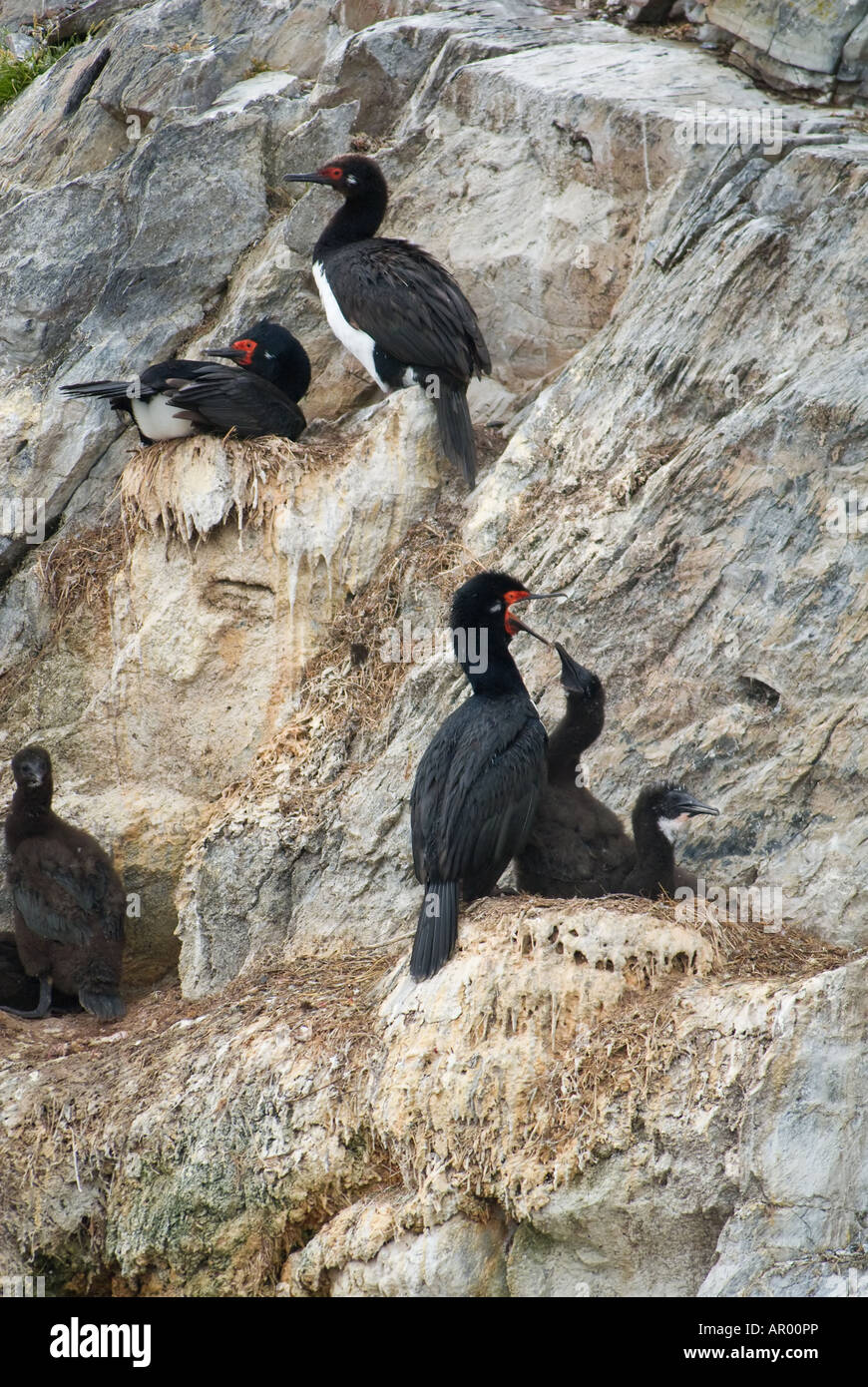 Rock cormoran, beagle strait, patagonia, argentina Stock Photo Alamy