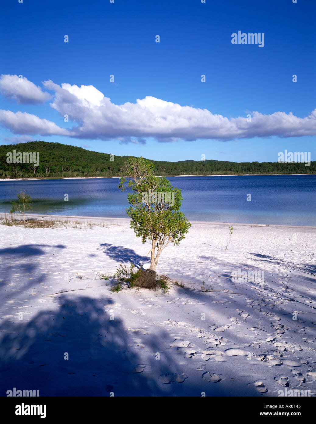 Lake McKenzie Fraser Island Queensland Australia Stock Photo Alamy