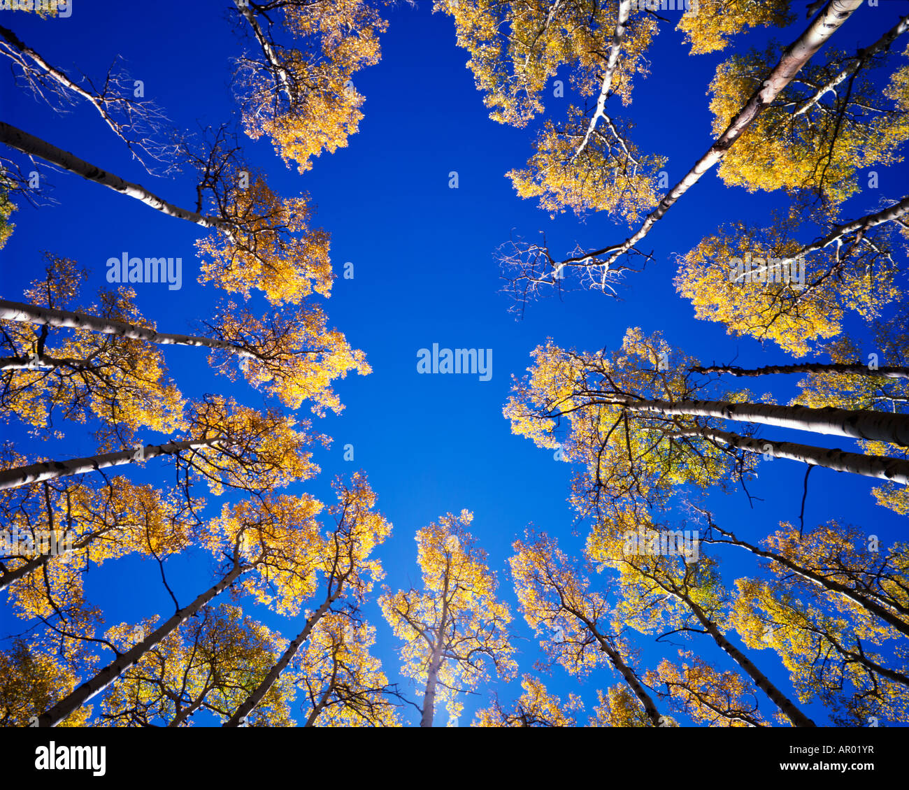 aspen trees in fall in san francisco peaks arizona Stock Photo Alamy