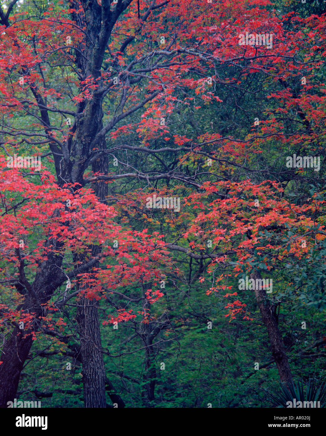 canyon maple in huachuca mountains arizona Stock Photo Alamy