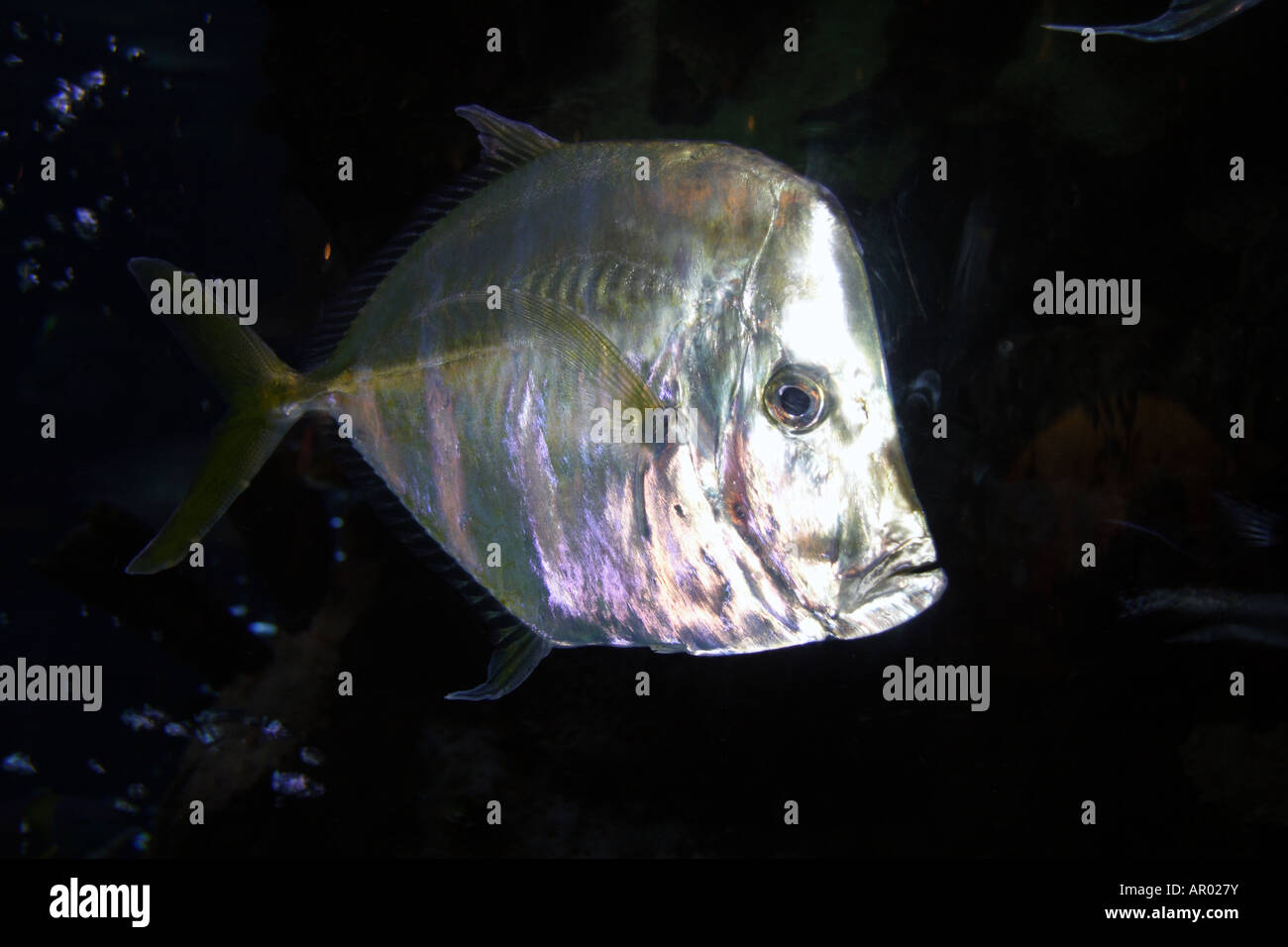 Threadfin time hires stock photography and images Alamy