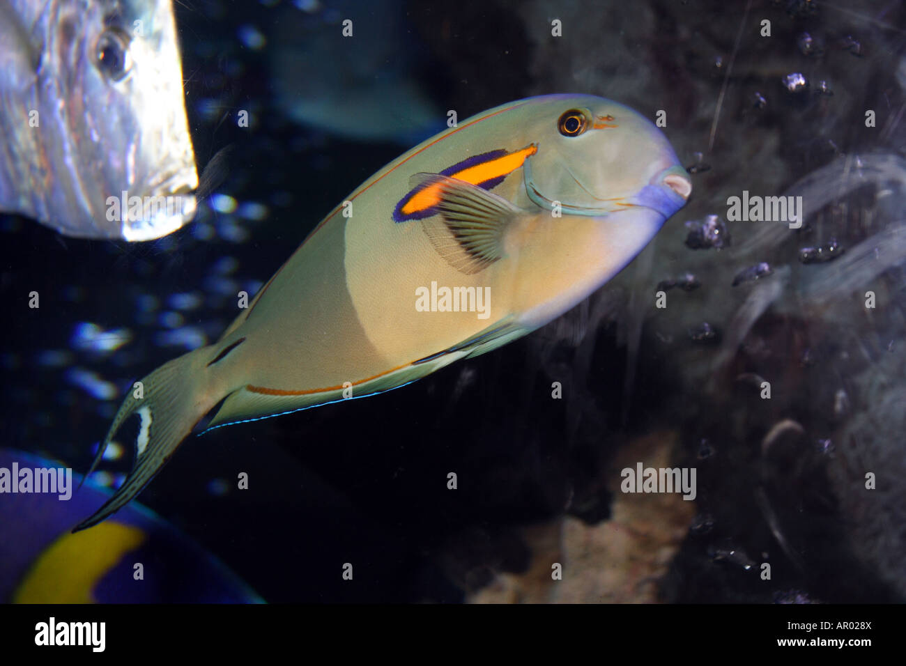 Orangeshoulder Tang. Orange-epaulette Surgeonfish (Acanthurus olivaceous) Stock Photo