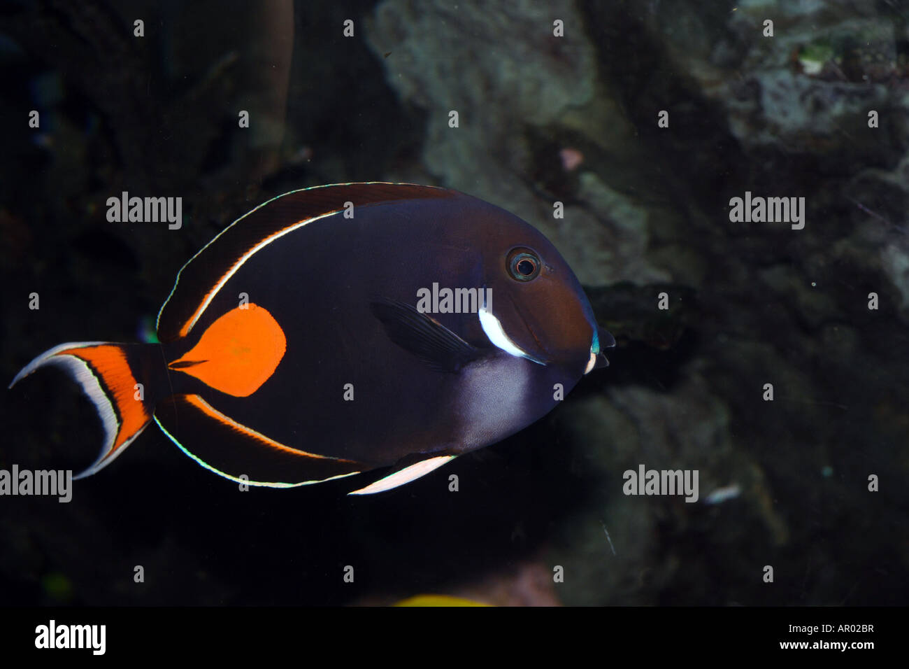 Achilles Tang  (Acanthurus achilles) fish. Achilles Surgeonfish Stock Photo