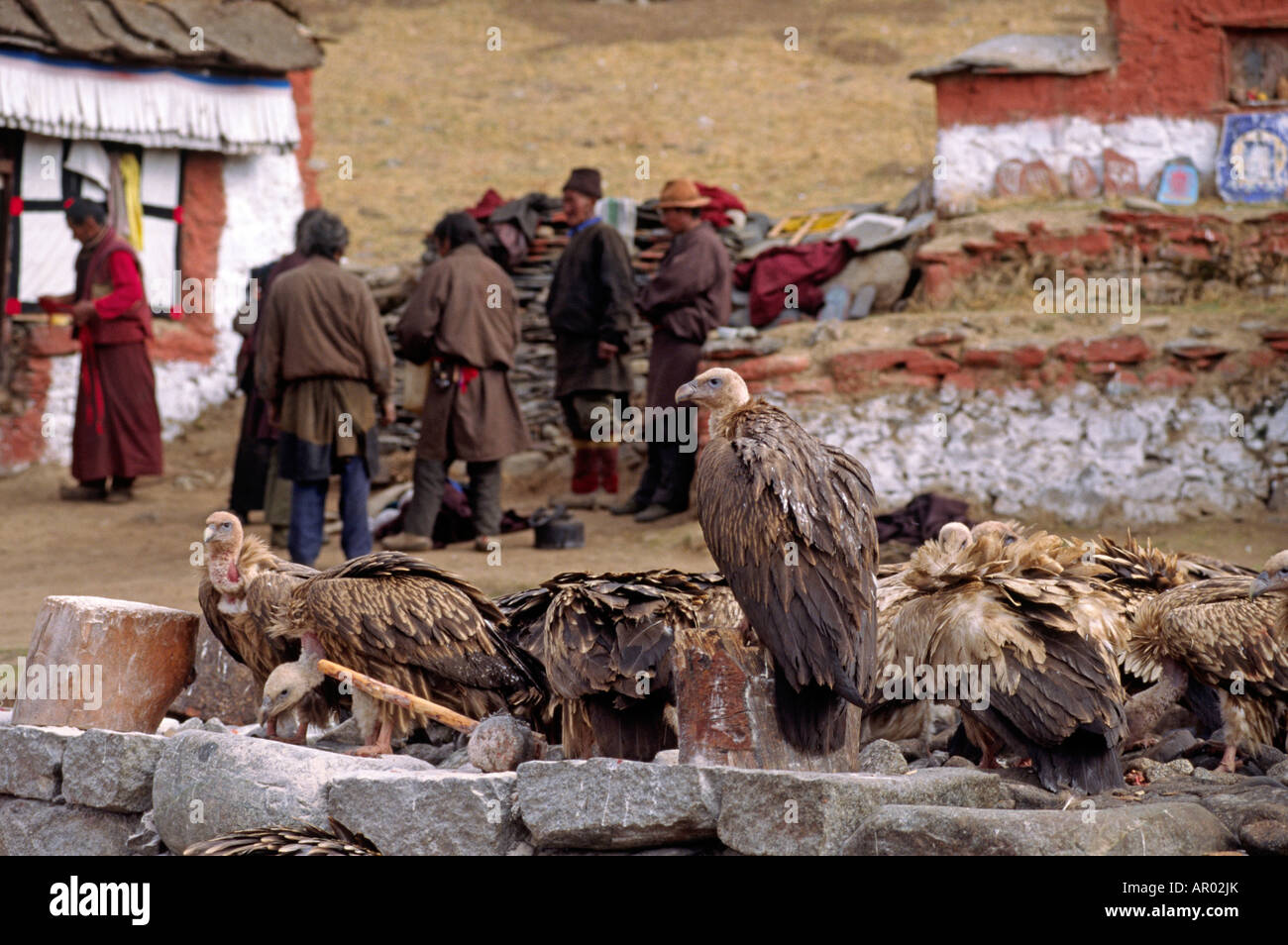 The human dead are ceremonially cut up fed to the VULTURES by monks at the SKY BURIAL GROUNDS DRIGUNG MONASTERY TIBET Stock Photo