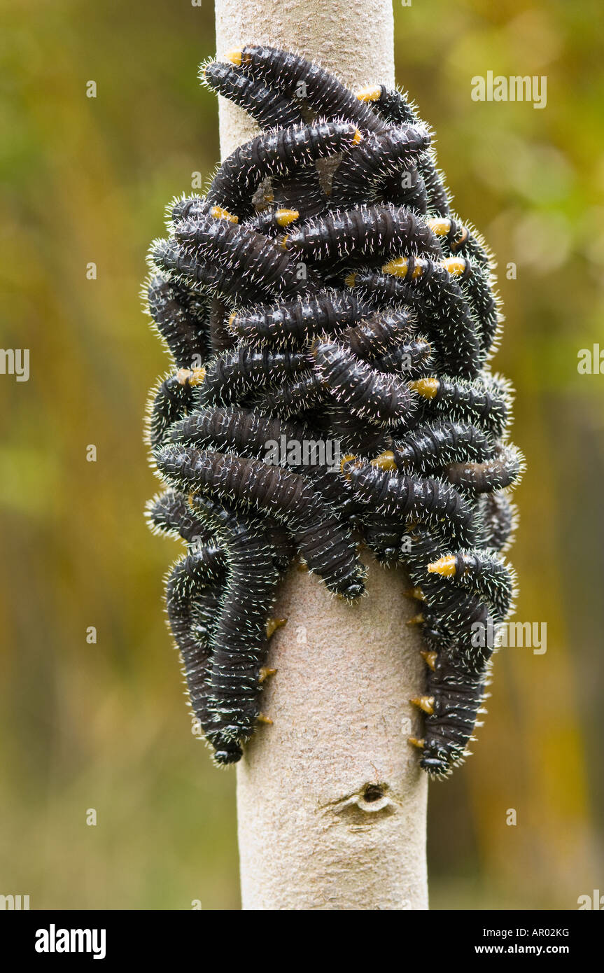 Sawfly larvae (Perga sp.) aggregate on young eucalyptus trunk to share their defences Perth suburb Western Australia September Stock Photo