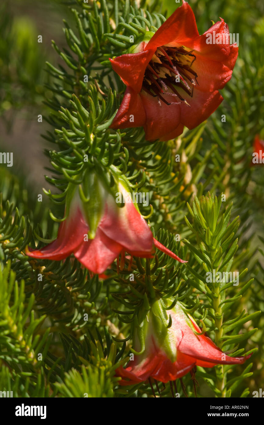 Gilham s Bell Darwinia oxylepis flowers Kings Park Perth Western Australia September Stock Photo