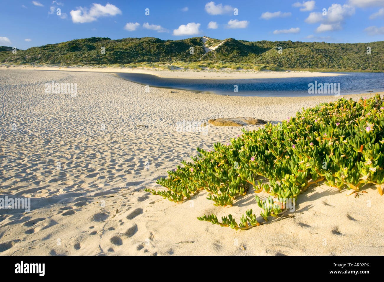 Coastal vegetation on Prevelly Beach in Margaret River, where the river joins the sea.Western Australia Stock Photo