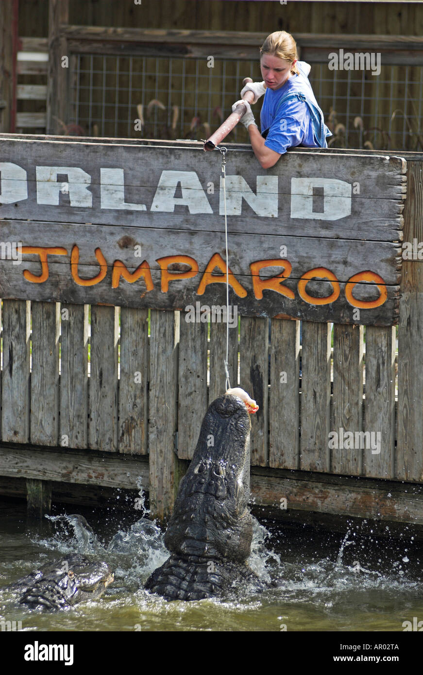 American Alligator (Alligator mississippiensis) feeding in the Theme Park Gatorland, Orlando, Florida, USA Stock Photo