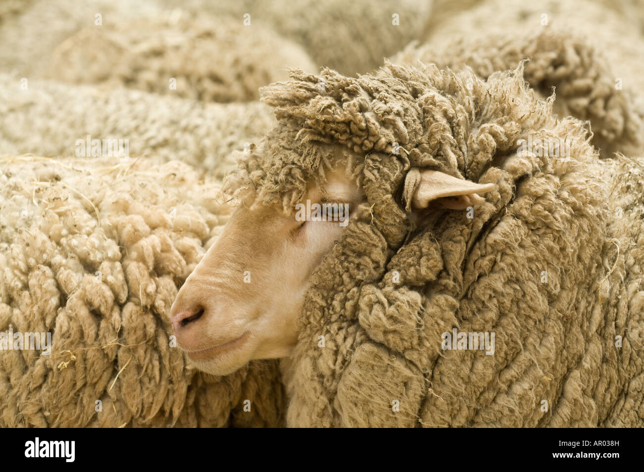 Domestic Sheep Merino at Perth Royal Show Western Australia September