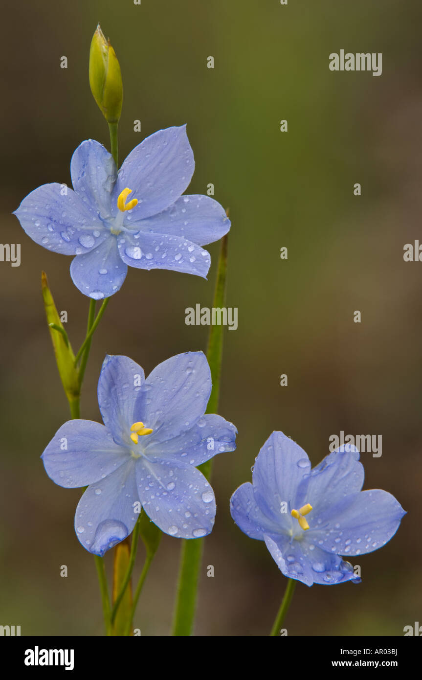 Morning Iris Orthrosanthus laxus flowers Yanchep National Park Western ...