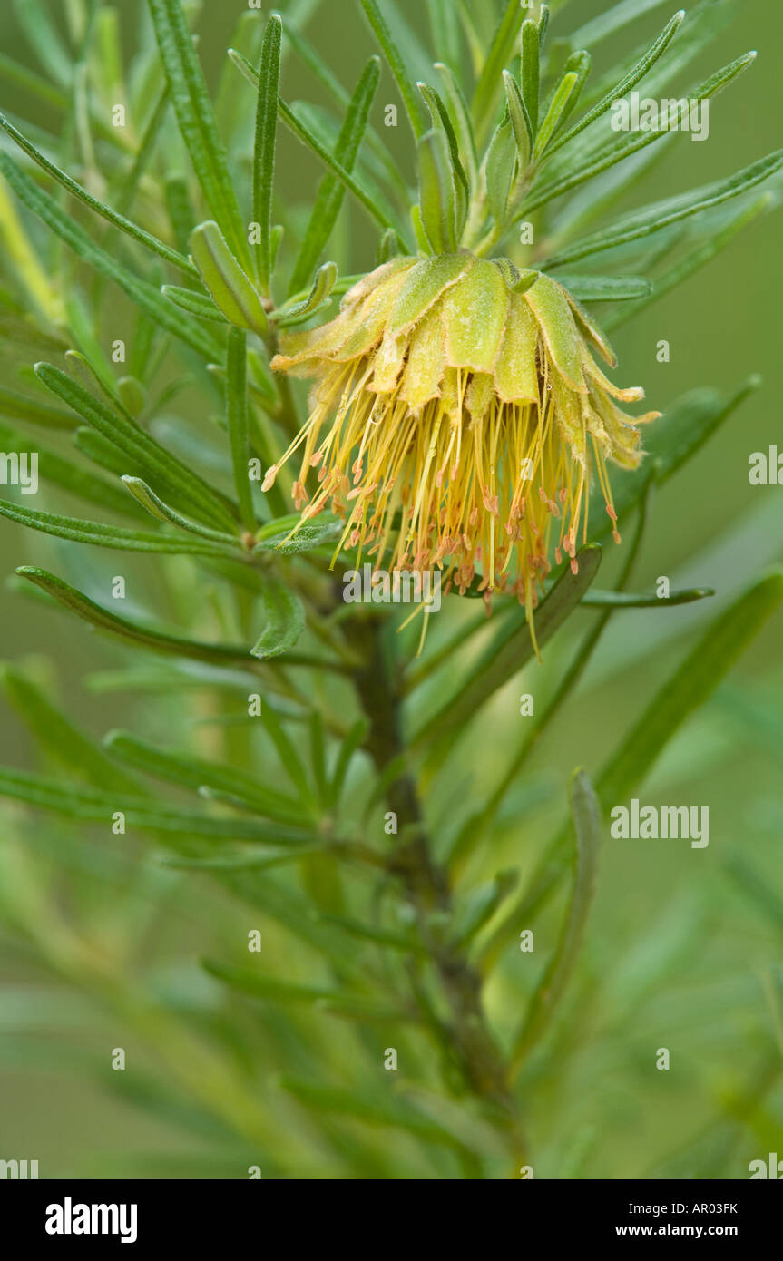 Diplolaena velutina hires stock photography and images Alamy