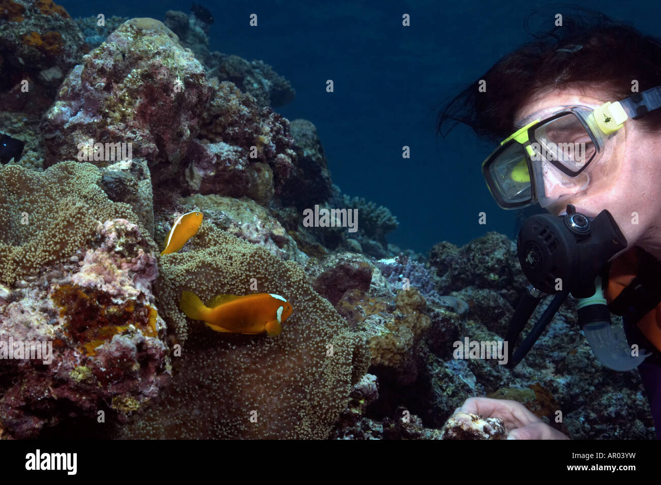 A White-Bonnet and an Orange Anemonefish answer the door to their Mertons Sea Anemone home as a scuba diver pays a call. Stock Photo