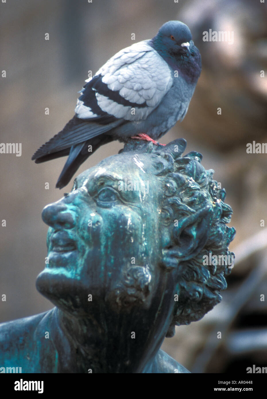 Pigeon on Statue in Florence Italy Stock Photo Alamy