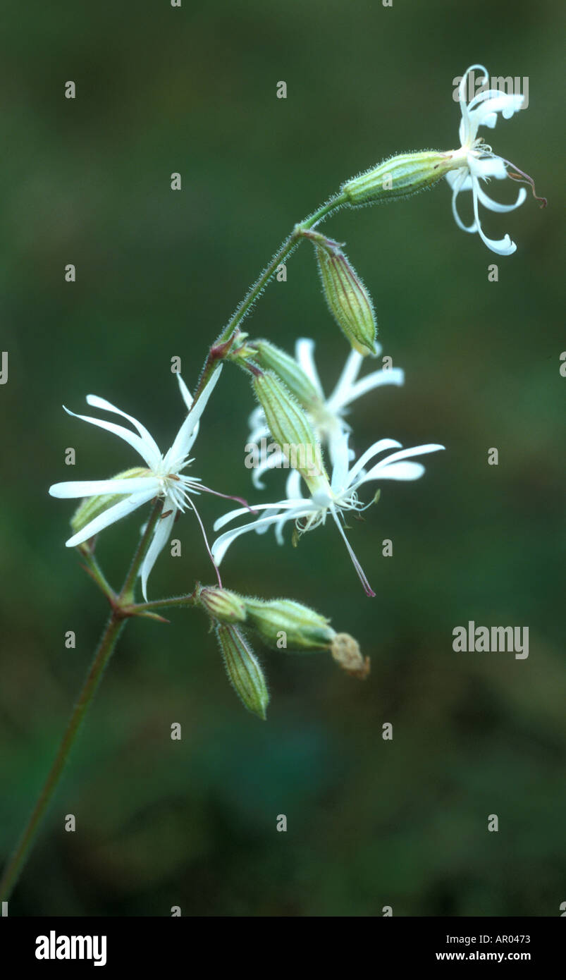 flower nachtsilene silene nutans in dunes in Holland nightsilene Stock Photo
