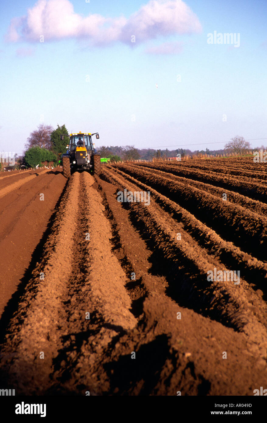 Tractor ploughing furrows  in sandy soil Suffolk Stock Photo