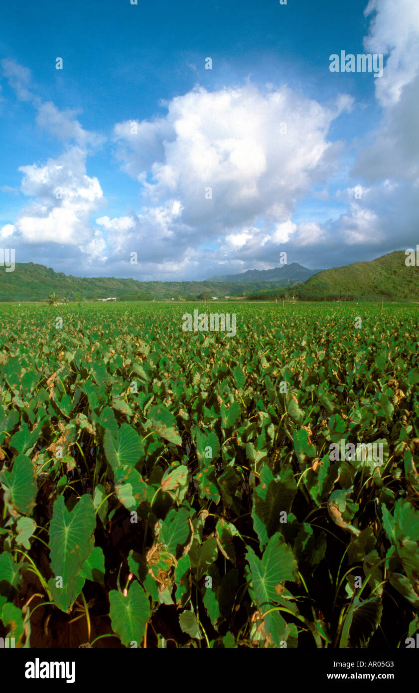 The green Taro fields in Hanalei Valley Kauaii Hawaii USA Stock Photo