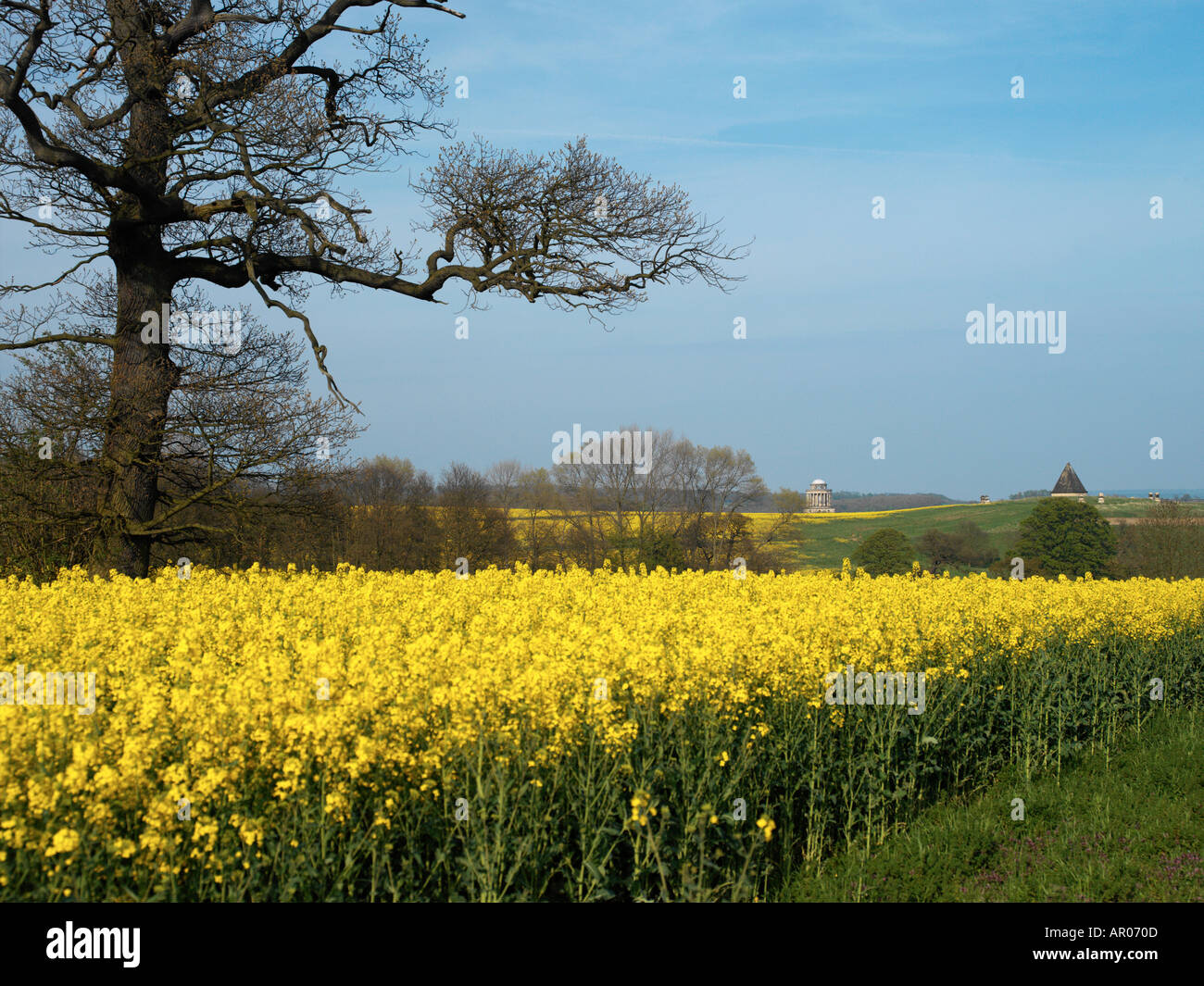 Rape seed oil crop in a field in North Yorkshire Stock Photo - Alamy