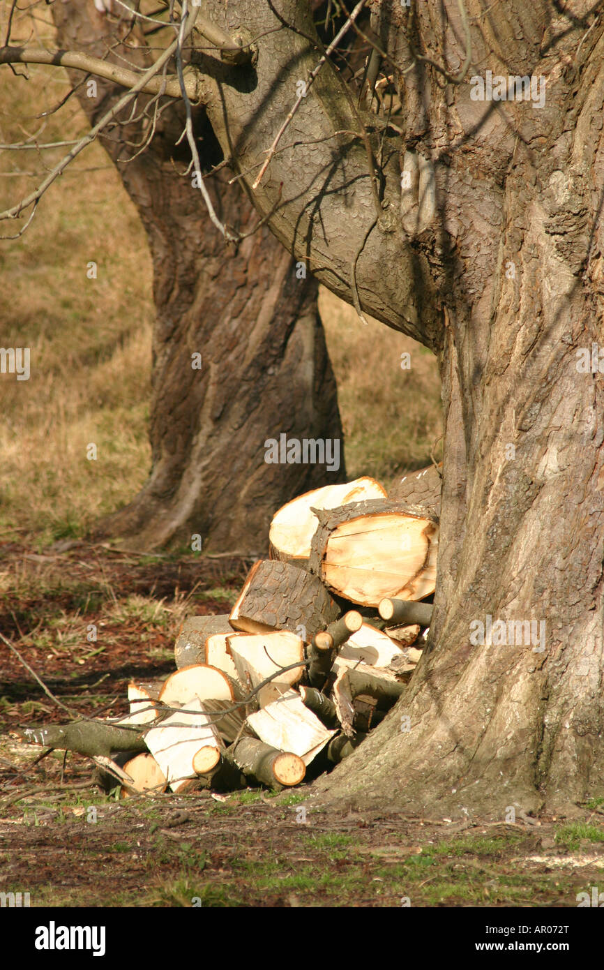 wood woodland trees logs fuel fire lumber timber Stock Photo Alamy