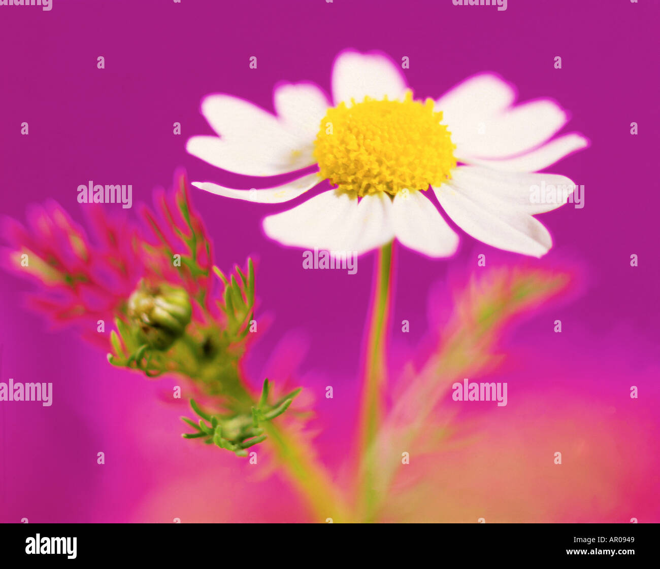 Flower chamomile hi-res stock photography and images - Alamy