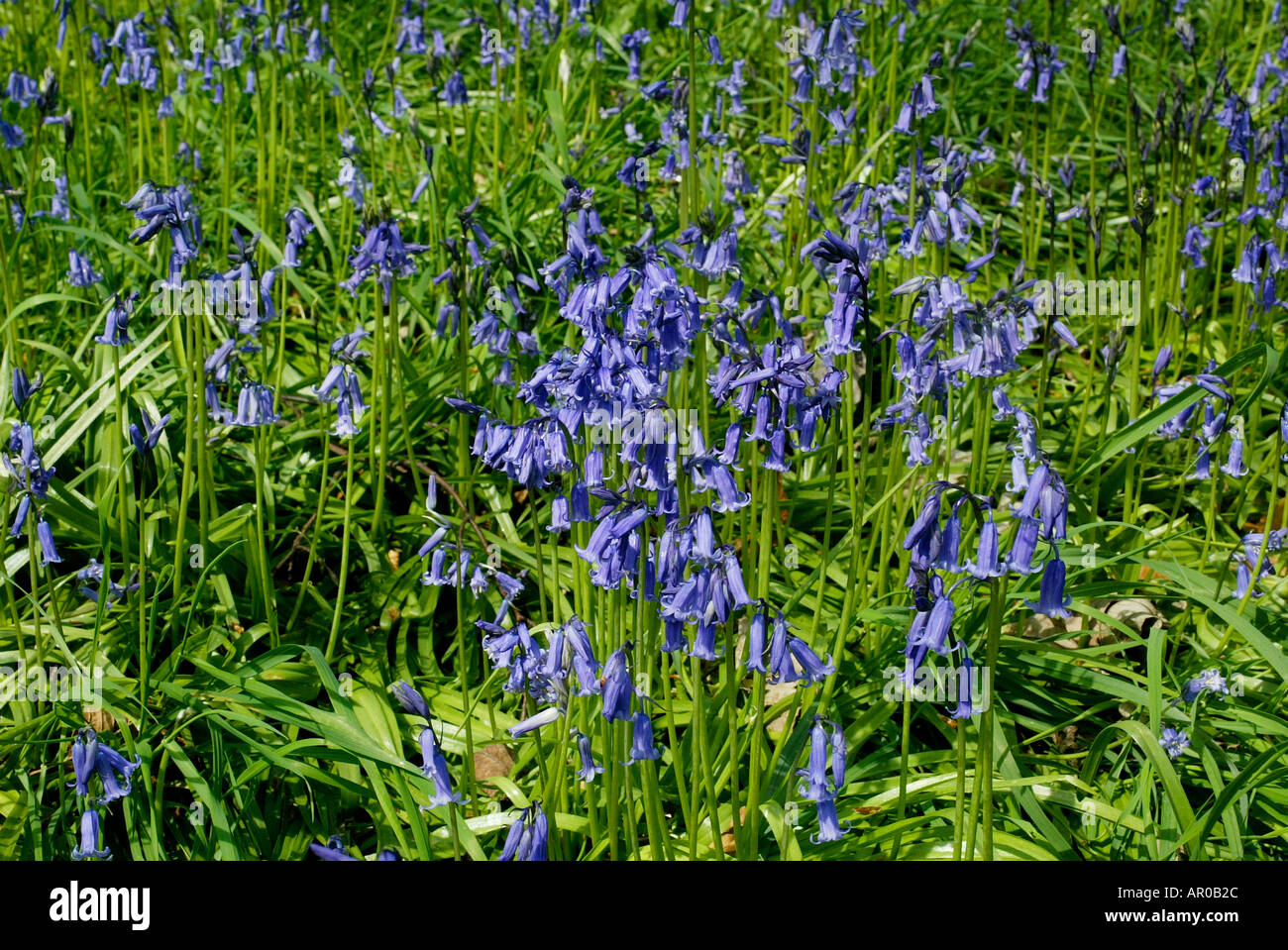 Blue Bells in the Woodland Gardens at Renishaw Hall Museum Gardens in Derbyshire Stock Photo
