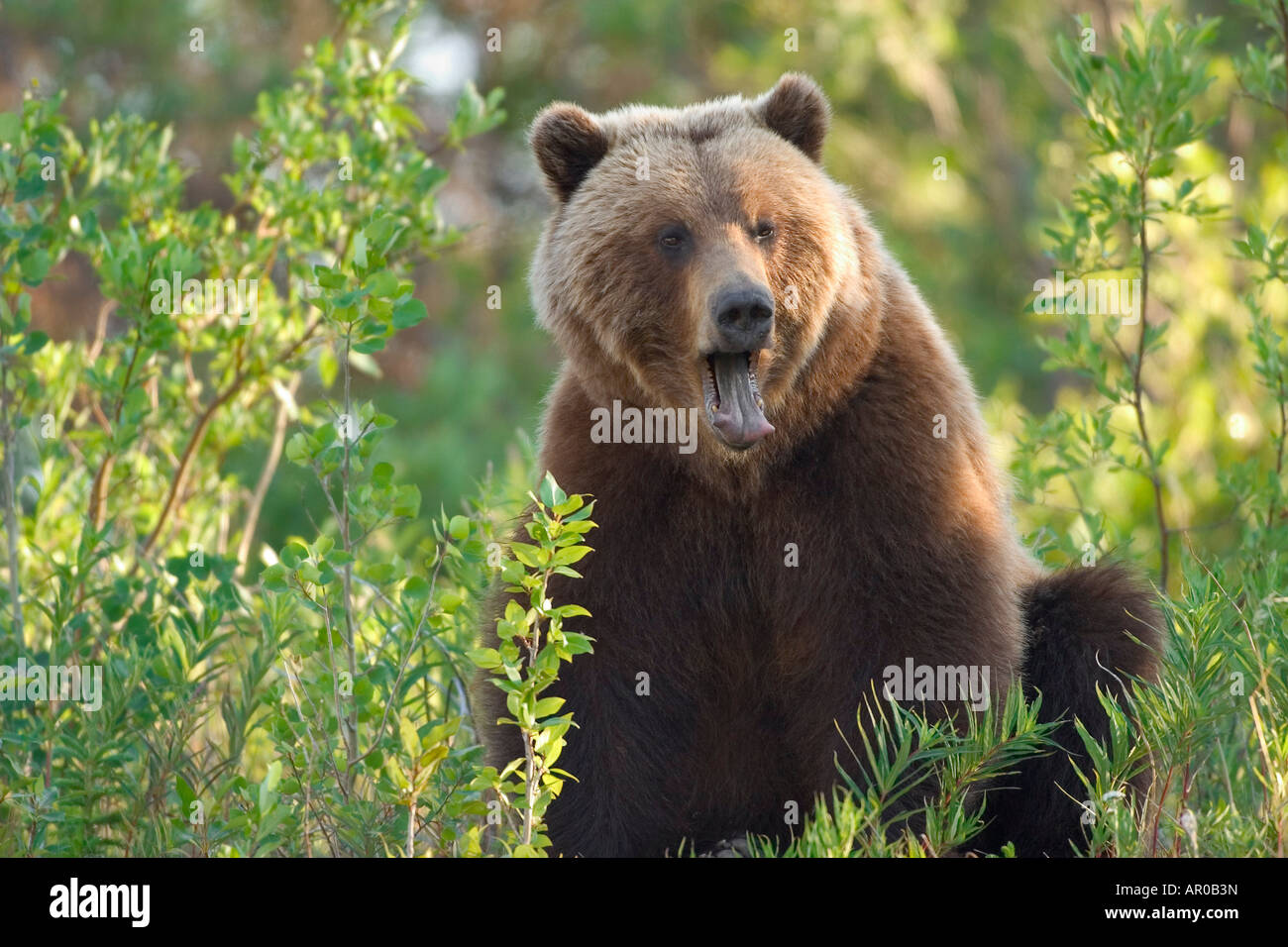 медведи югра. животный мир югры. бурый медведь (ursus arctos). бурый медведь в хмао. медведь югры.