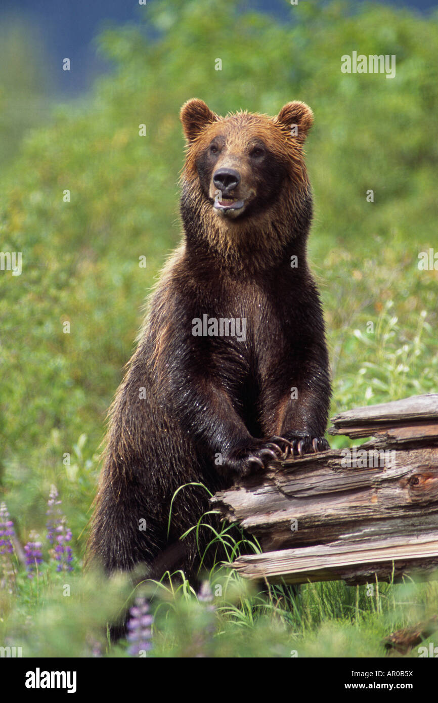 Brown bear standing upright on log Captive Alaska Wildlife Conservation Center Southcentral Alaska Stock Photo