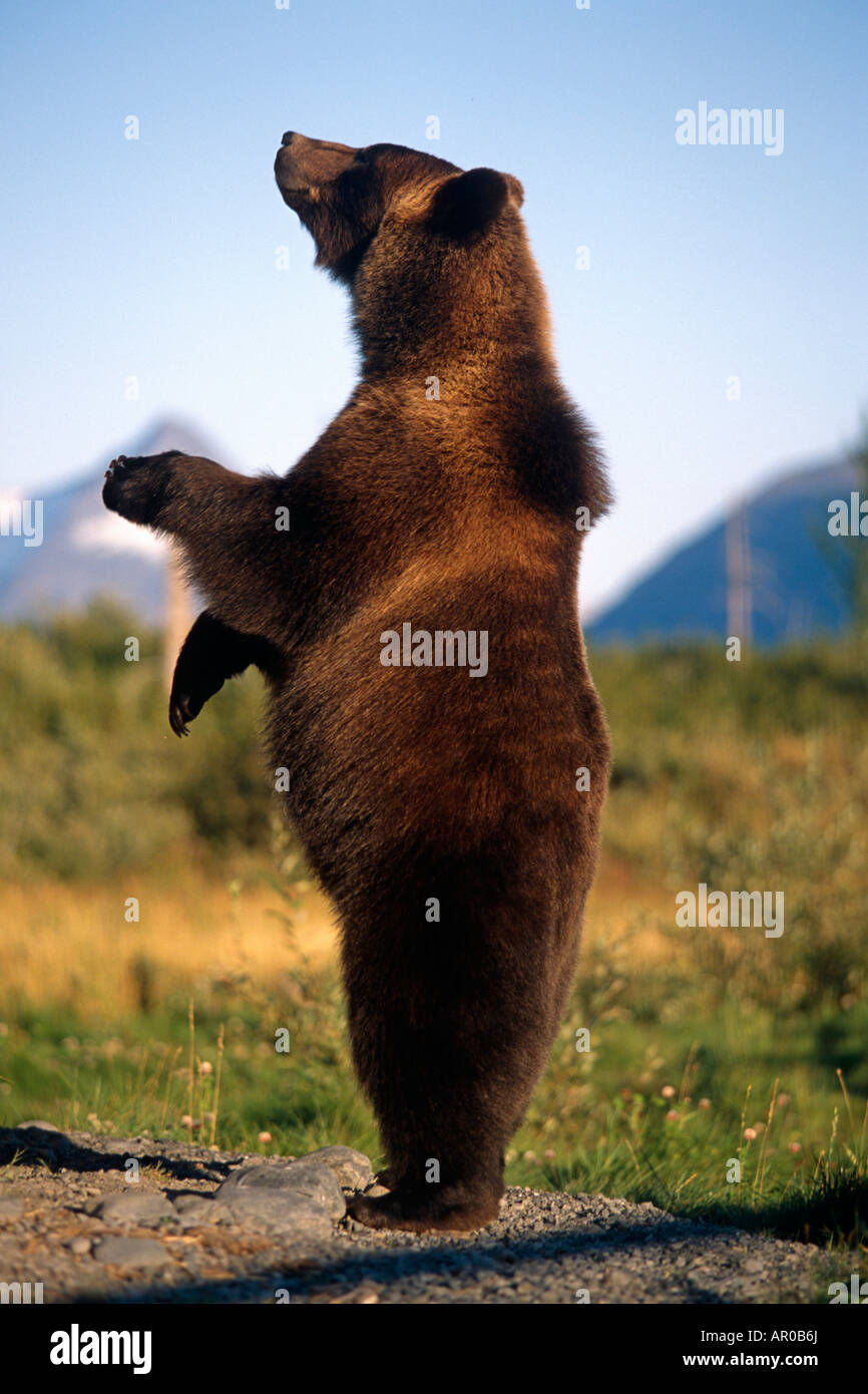 Brown bear standing upright in meadow Captive Alaska Wildlife Conservation Center Southcentral Alaska Stock Photo