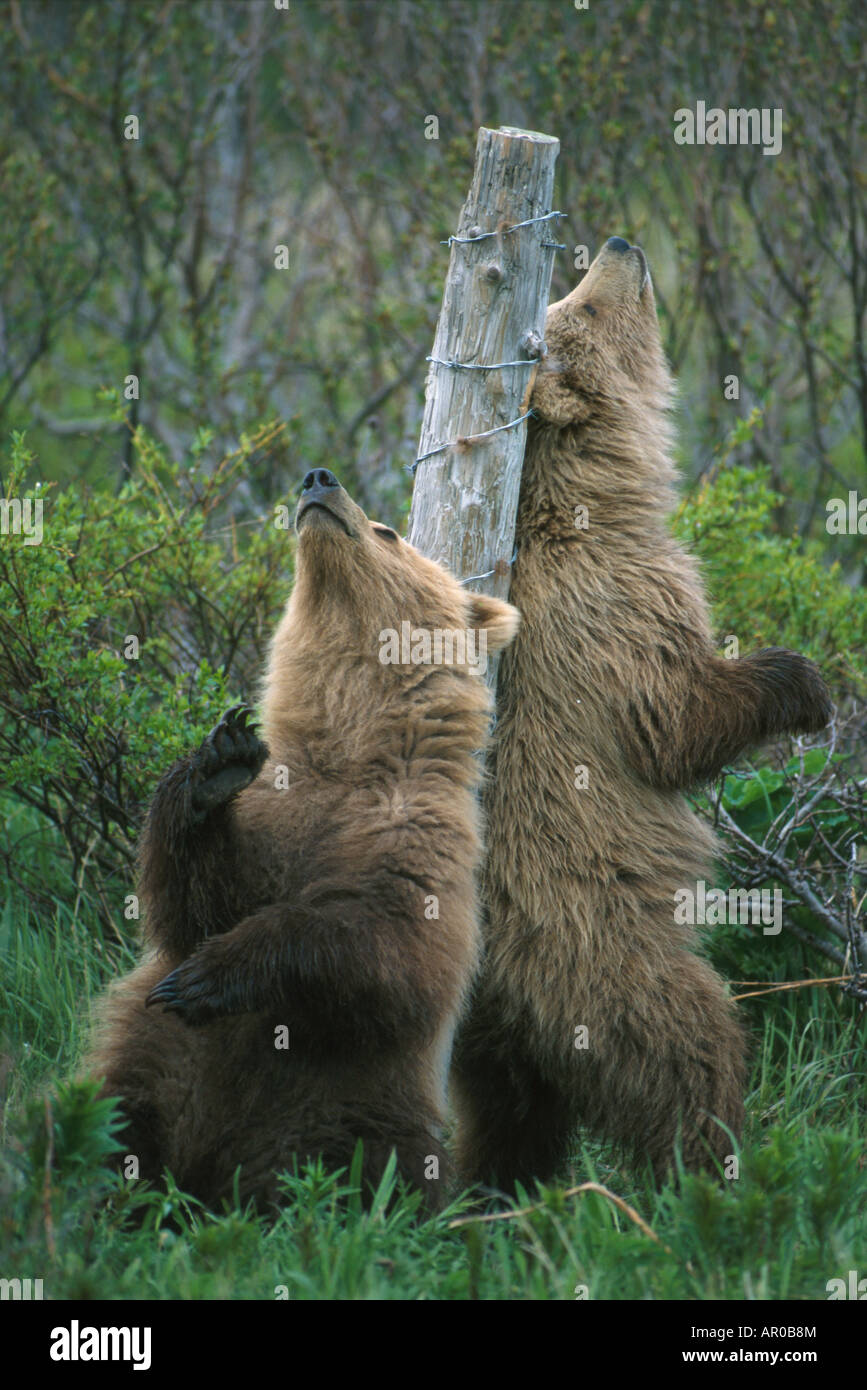 Grizzly Bear Scratching High Resolution Stock Photography and Images Alamy